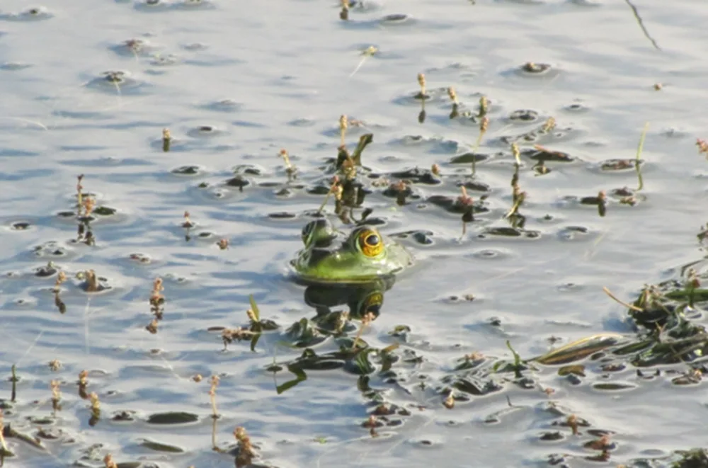 Avanza la investigación sobre la invasora rana toro.