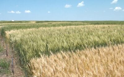 INIA. Estrategias y herramientas de manejo de cultivos de invierno en una zafra desafiante.