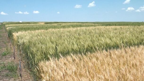 Trigo 2026: precios a la baja y proteína en alerta — INIA da las claves para no perder plata esta zafra