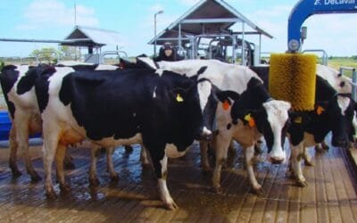 En Argentina, con robótica los tambos triplican la productividad y la eficiencia.