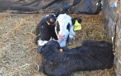 ¿Cómo reducir la muerte de terneros en los tambos de Uruguay sin aumentar el uso de antimicrobianos?