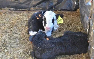 ¿Cómo reducir la muerte de terneros en los tambos de Uruguay sin aumentar el uso de antimicrobianos?