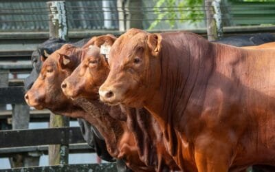 Gira Brangus 2026, con visitas a predios y una charla sobre un tema de actualidad: la garrapata.