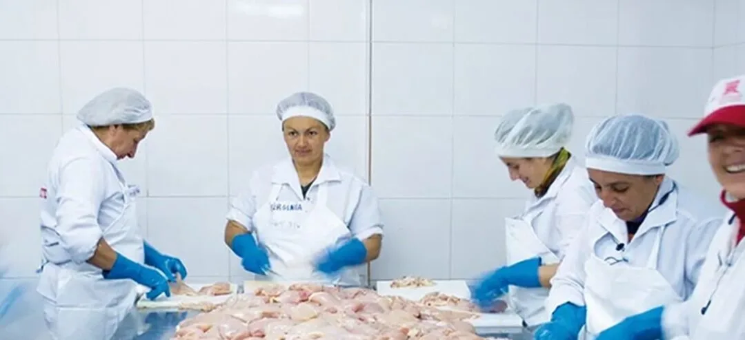 40.000 pollos por día y pollo fresco en 24 horas: así trabaja la avicultura uruguaya