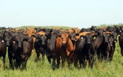 La carne de sistemas pastoriles se destaca por su valor nutricional.