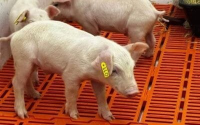 Nació el primer clon de cerdo en América Latina.