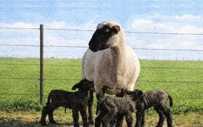“Un mazazo” a la ovinocultura, dijo el Dr. Nicoletti sobre los casos de scrapie clásico.