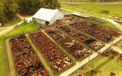 El sábado será el 29º remate El Ternerazo de Valdez.