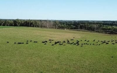 Mercado de haciendas: baja oferta, reducida faena y precios al alza.