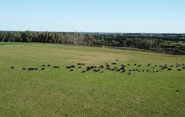 Faena acumula una caída del 17% en el año, pero los precios no se detienen