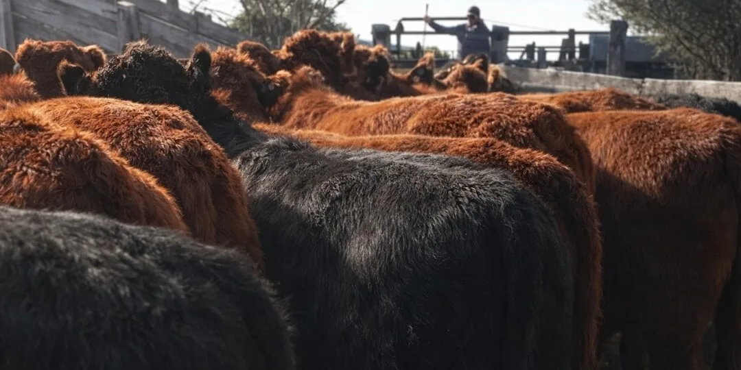 Hoy es el remate 312 de Pantalla Uruguay: más de 6.700 vacunos de todas las categorías.