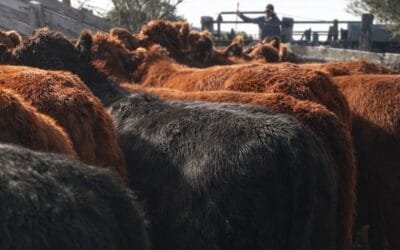 Hoy es el remate 312 de Pantalla Uruguay: más de 6.700 vacunos de todas las categorías.