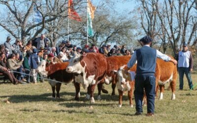 En mayo se realiza la Expo Nacional Hereford 2026, en Rivera.