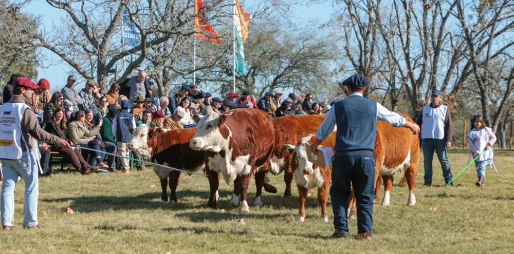 En mayo se realiza la Expo Nacional Hereford 2026, en Rivera.