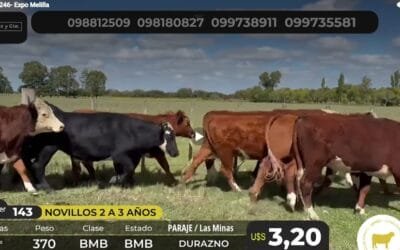 Lote 21 vendió casi el 100% de la oferta.