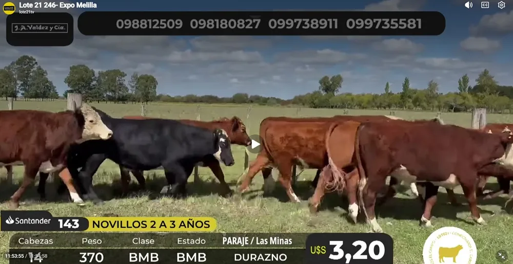 Lote 21 vendió casi el 100% de la oferta.