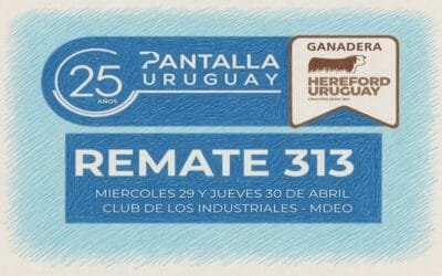 Esta semana Pantalla Uruguay rematará 12.583 vacunos.