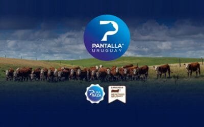 Pantalla Uruguay con Ganadera Hereford colocó los terneros a US$ 5,00.