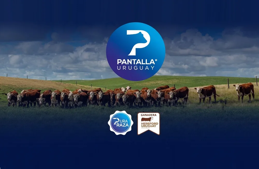 Pantalla Uruguay con Ganadera Hereford colocó los terneros a US$ 5,00.