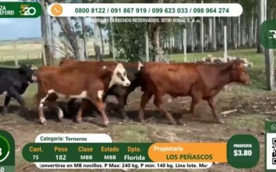 Plaza Rural vendió con fluidez y agilidad, el remate continúa hoy.