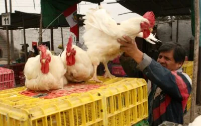 Paraguay inspecciona empresas peruanas para importar