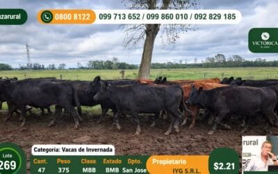 Plaza Rural hizo un remate “excelente desde todo punto de vista”.