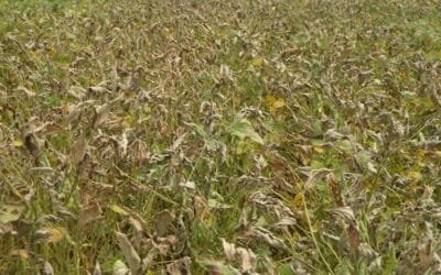 MGAP advierte sobre el uso de paraquat en la cosecha de soja.