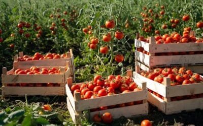 Crece la oferta de tomates.