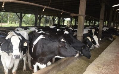 Crean herramienta que avisa sobre riesgo de gripe aviar en ganado vacuno.