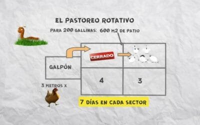 ¿Pastoreo rotativo para 200 gallinas ponedoras?
