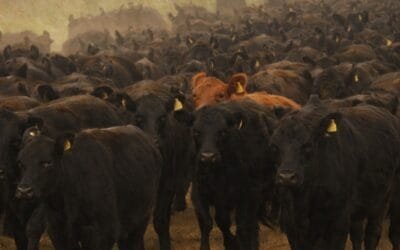 Pantalla Uruguay ofrece más de 8.200 vacunos en su remate 315