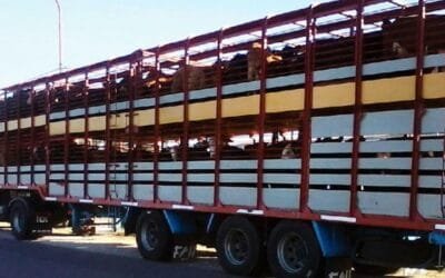 INIA abre encuesta sobre manejo previo a la faena de ganado vacuno.
