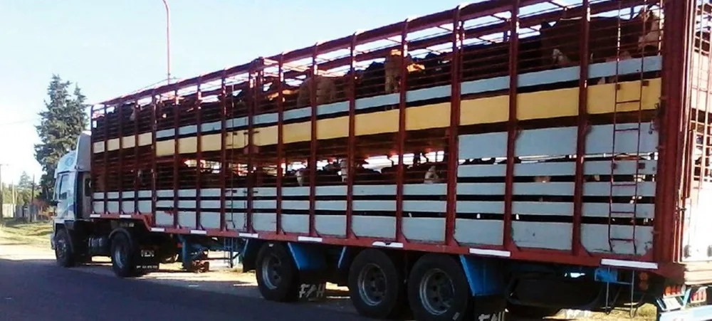 China suspende exportaciones del Frigorífico Tacuarembó por residuos veterinarios.