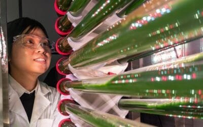 Algas modificadas genéticamente y cultivadas en laboratorio eliminan microplásticos del agua.