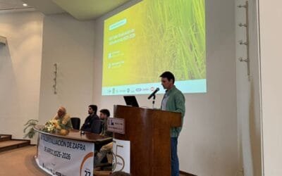 Los desafíos climáticos y coyunturales no impidieron que el sector arrocero logre un rinde de 9.338 kg/ha en la zafra 2025-2026.