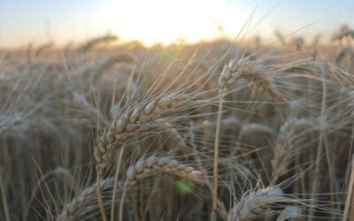 ADP-Agronegocios del Plata proyecta una campaña de invierno con mejores perspectivas productivas.