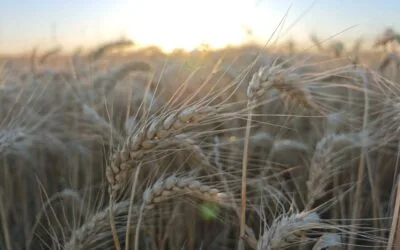 ADP-Agronegocios del Plata proyecta una campaña de invierno con mejores perspectivas productivas.