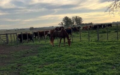 Sector agropecuario: principales aspectos tributarios a considerar en el cierre 2026.
