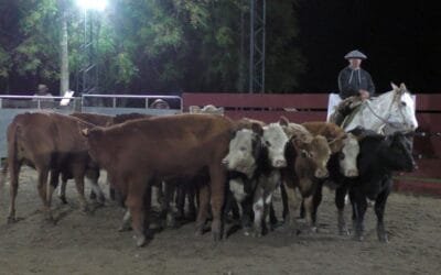 Mercado animado y destacadas cotizaciones en Cañada Bellaca.