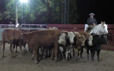 Mercado animado y destacadas cotizaciones en Cañada Bellaca.