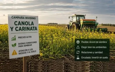 Canola y carinata apuntan a una siembra récord en Uruguay.