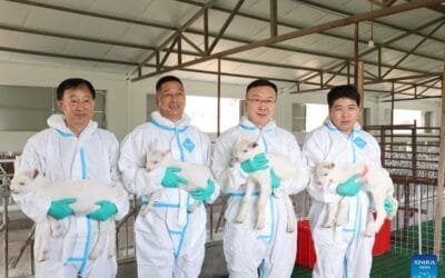 China logra clonar cabras lecheras de altísima producción.
