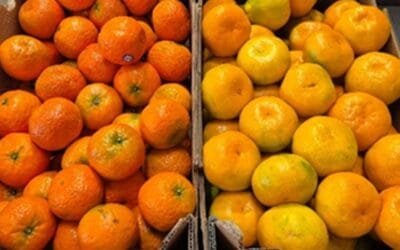 Van apareciendo los primeros fríos mientras avanza la zafra de cítricos.