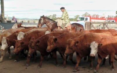 Dinámica y bien cotizada la pista de Cuchilla de Silvera.