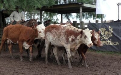Cuchilla de Silvera mostró un mercado dinámico y bien cotizado.