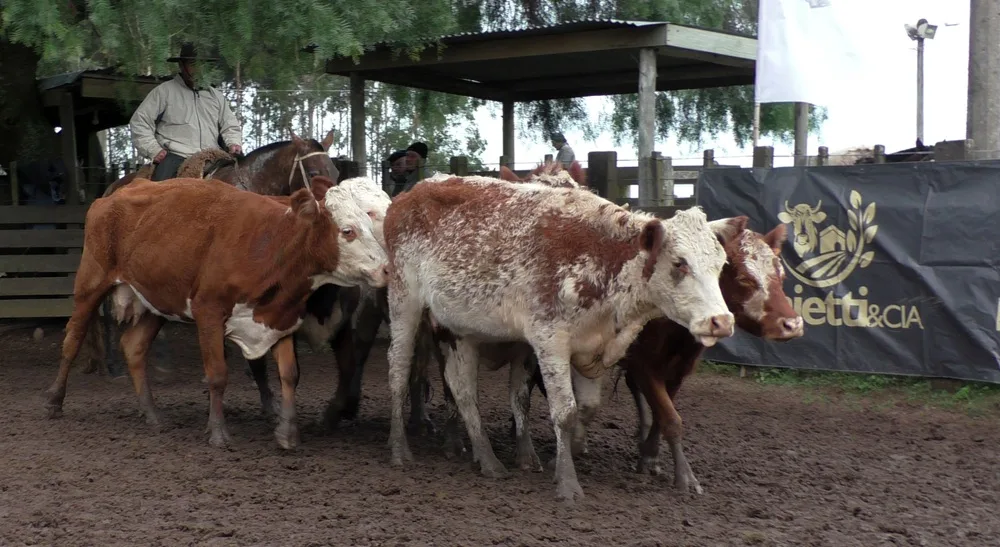 Cuchilla de Silvera mostró un mercado dinámico y bien cotizado.