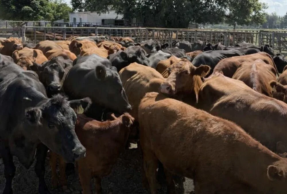 Hoy y mañana Lote 21 rematará 10.500 vacunos.