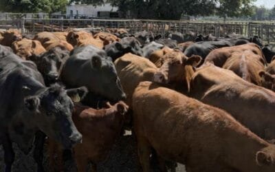 Hoy y mañana Lote 21 rematará 10.500 vacunos.