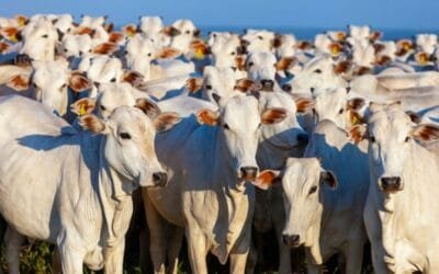 ¿Crisis de vacunas contra clostridiosis en Brasil?