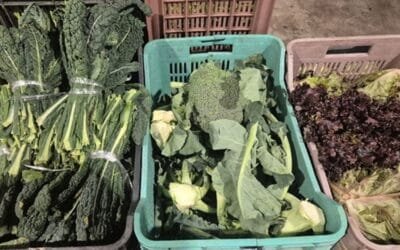 Mercado de granja: aumentó la oferta de las hortalizas de hojas.